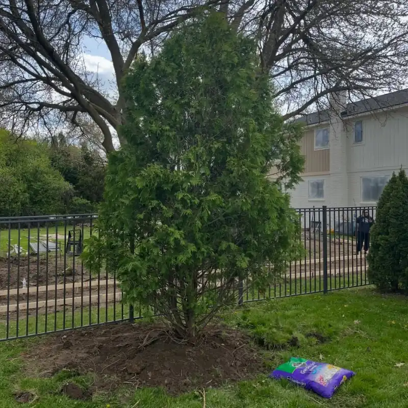 Tree planting as part of a landscaping project